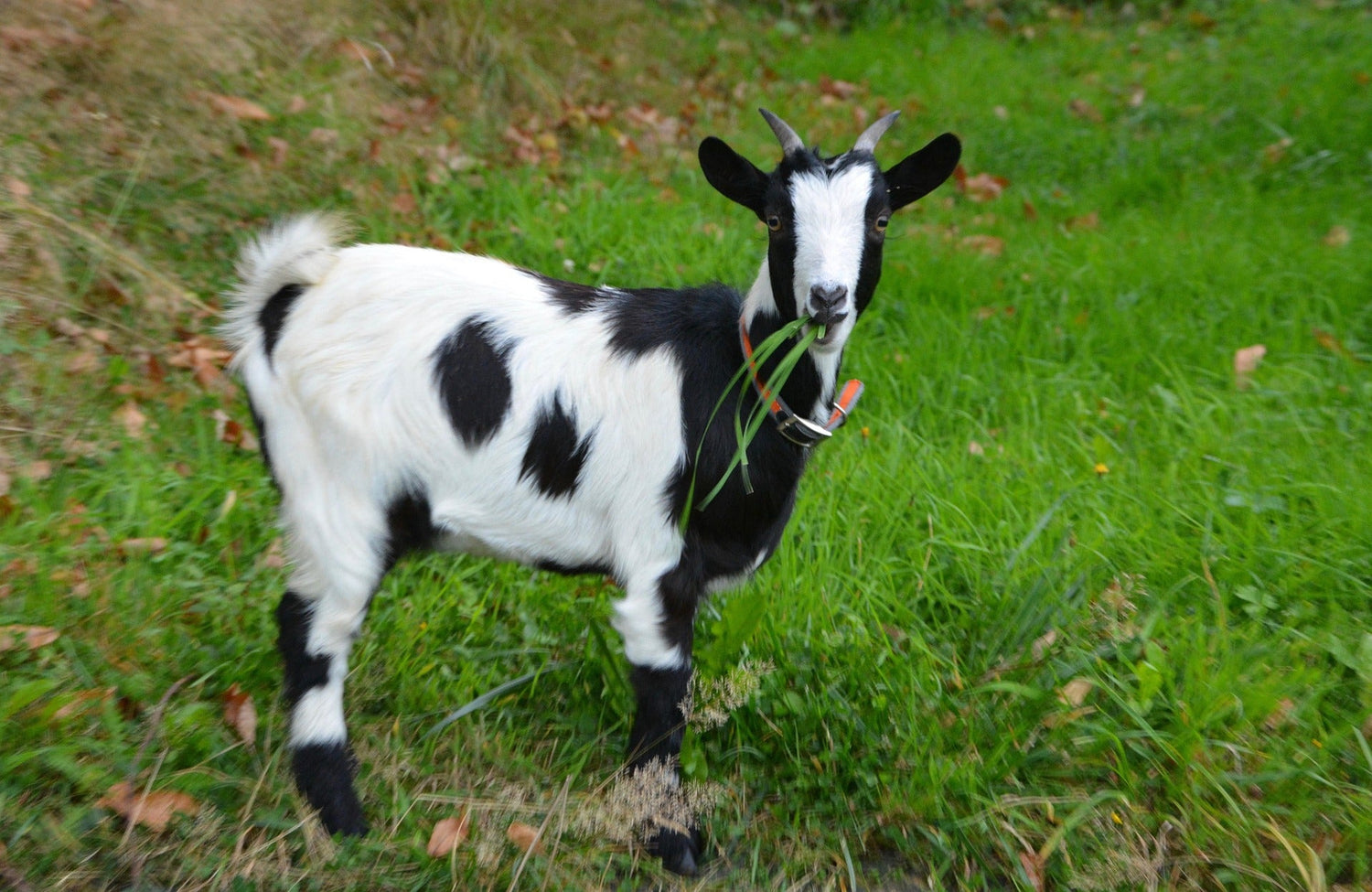 Goat Meat