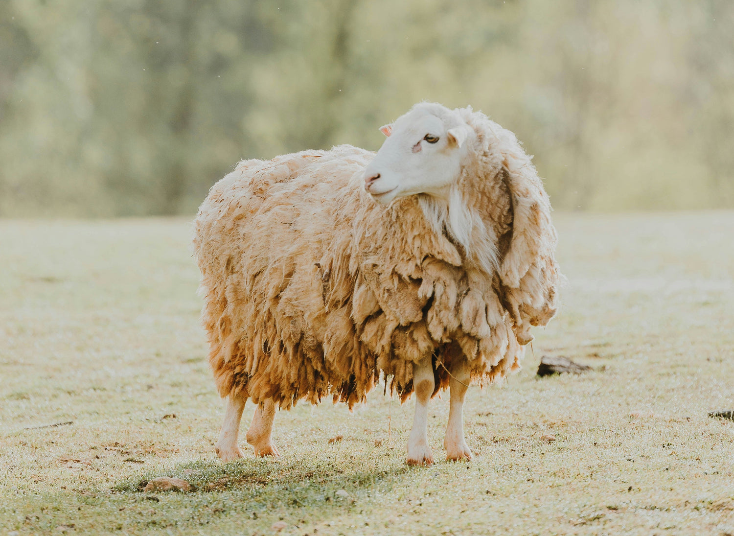 Lamb Meat